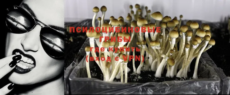 Галлюциногенные грибы Psilocybine cubensis  Петровск 